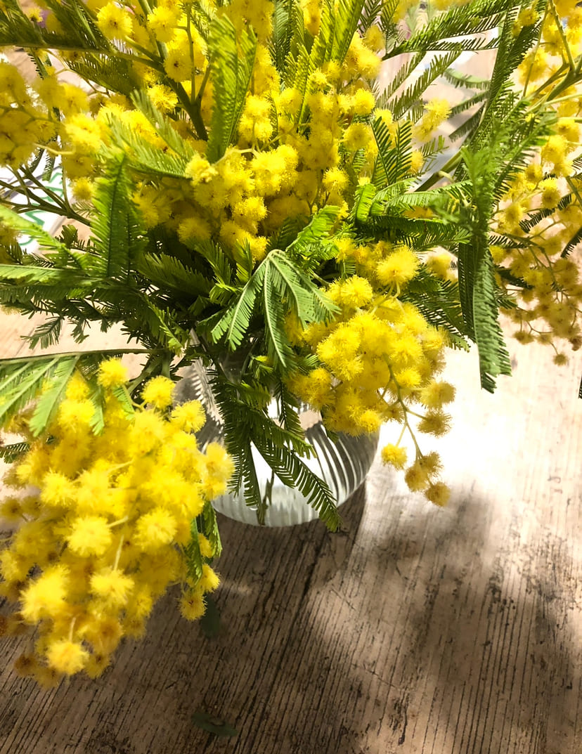 Taller - Ram de Mimosa - 7 Febrer 🌼