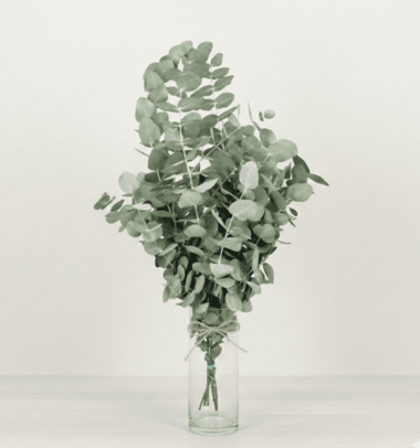 Ramo de Eucaliptus Cinera Verde