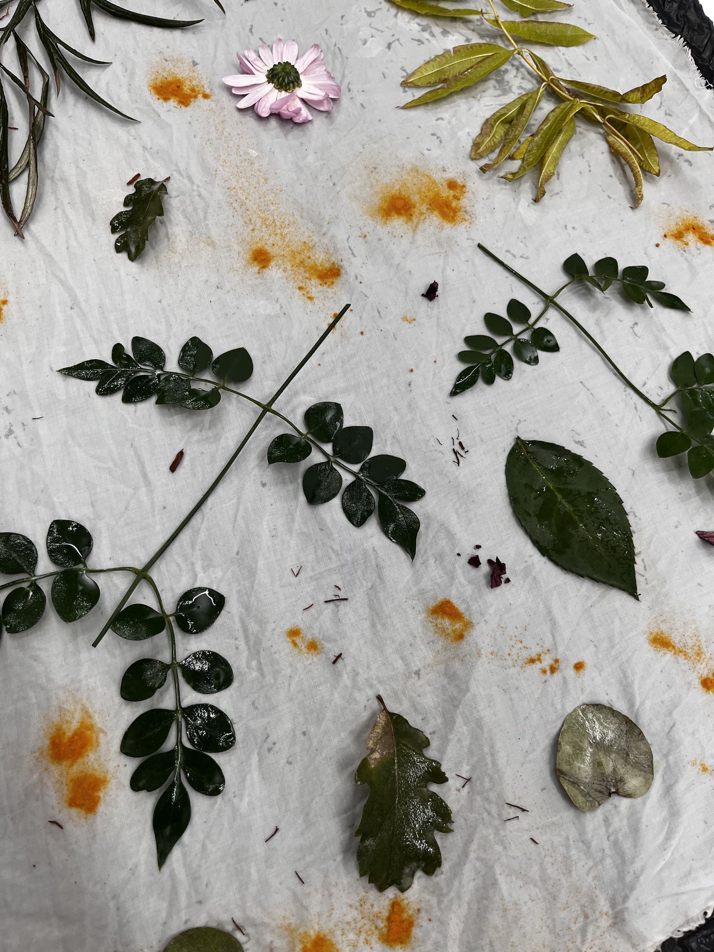 Taller d’Estampació Botànica 