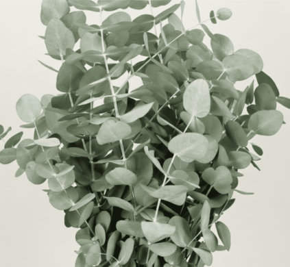 Ramo de Eucaliptus Cinera Verde