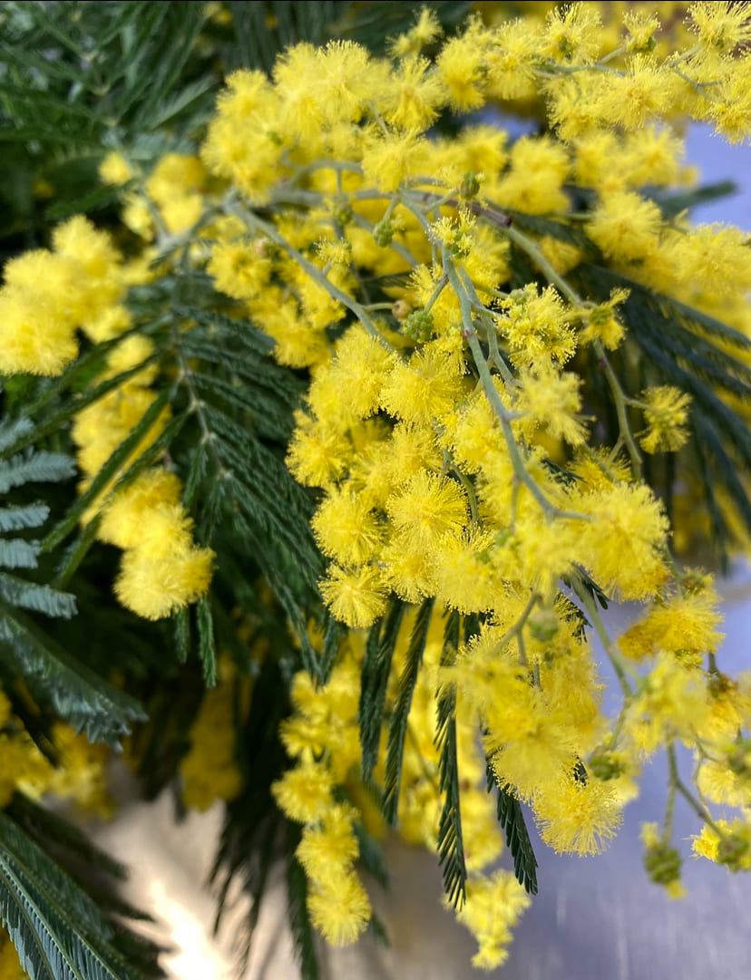 Taller - Ram de Mimosa - 7 Febrer  🌼